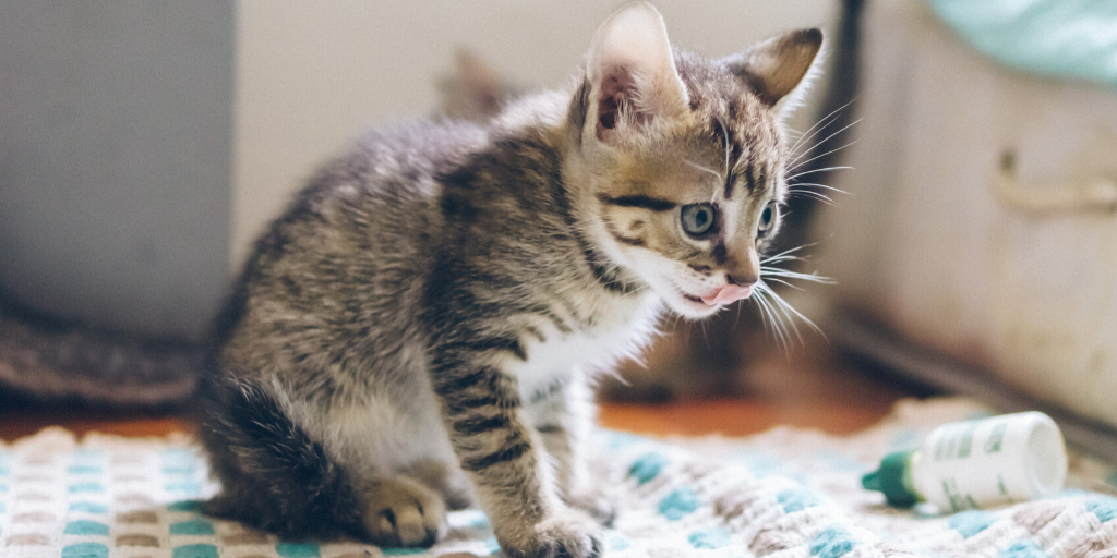 katze hat schnupfen und braucht behandlung