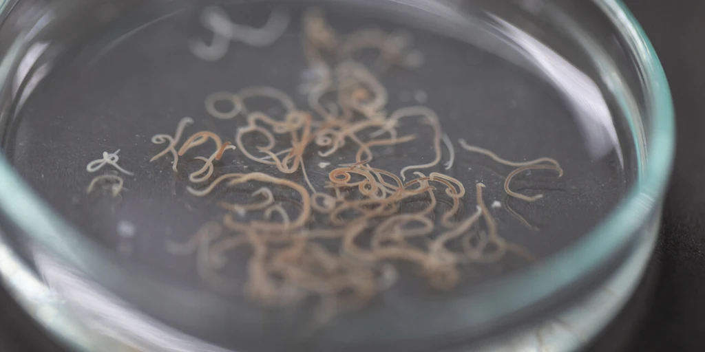 tierarzt-felmo-ratgeber-katzen-wurmbefall