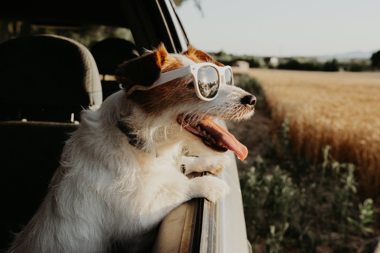 Hund schaut fröhlich hechelnd aus dem Fenster eines Autos in die Ferne
