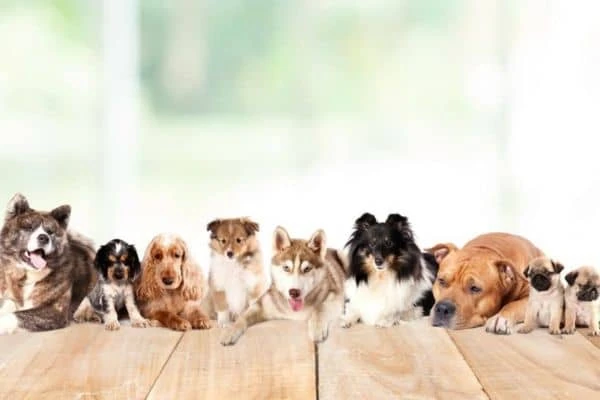 Verschiedene Hunderassen