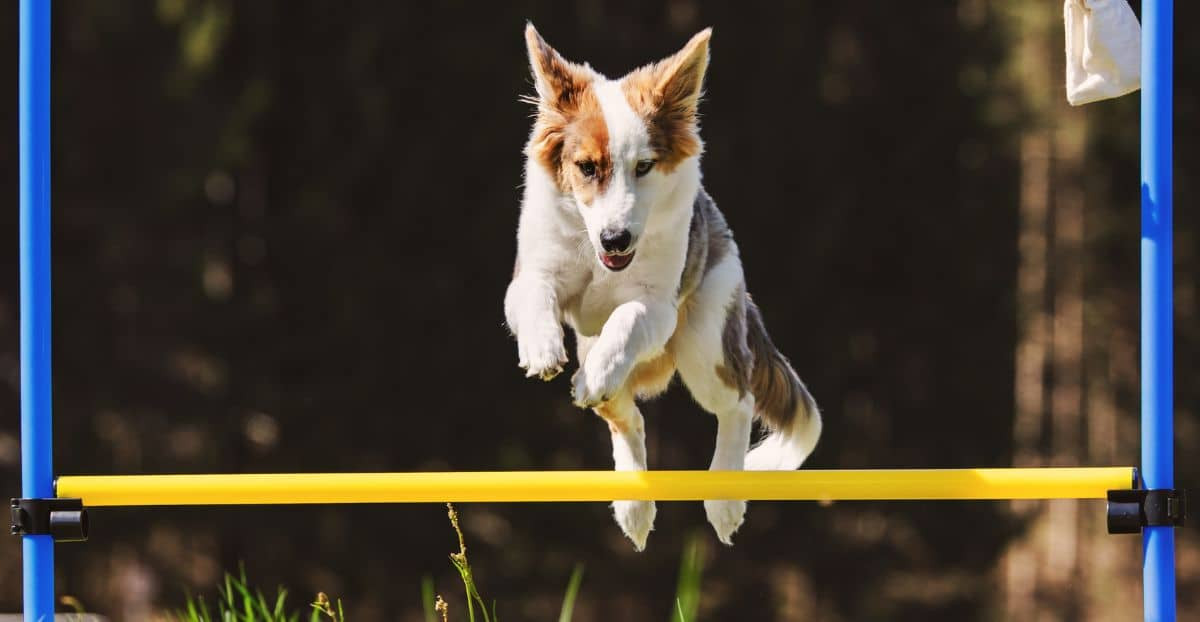 Hund springt über eine Stange im Zuge eines Wettkampfes