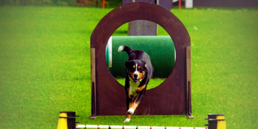 Bei einer Diziplin im Tunierhundesport rennt ein Appenzeller Sennenhund durch ein Hindernis (Geschlossener Ring).