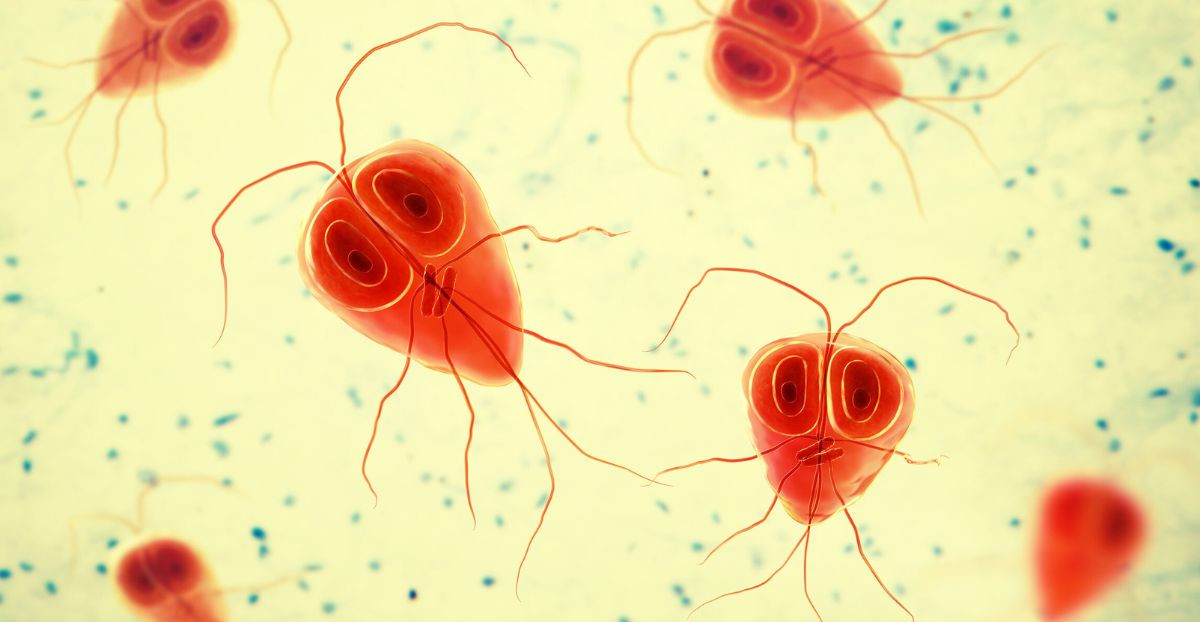 Mehrere Giardien unter dem Mikroskop