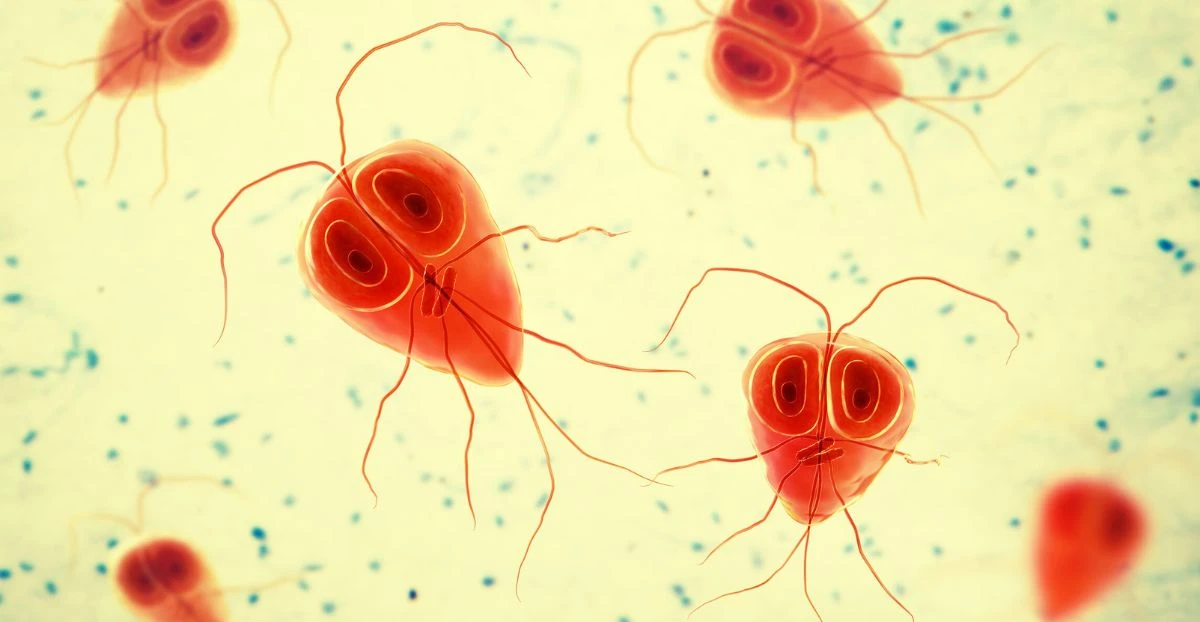 Mehrere Giardien unter dem Mikroskop