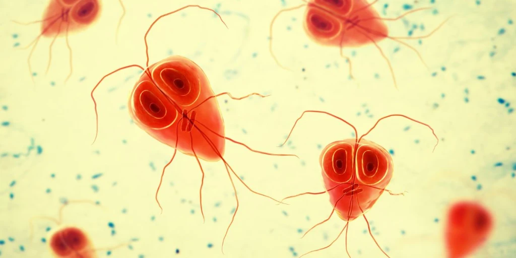 Mehrere Giardien unter dem Mikroskop