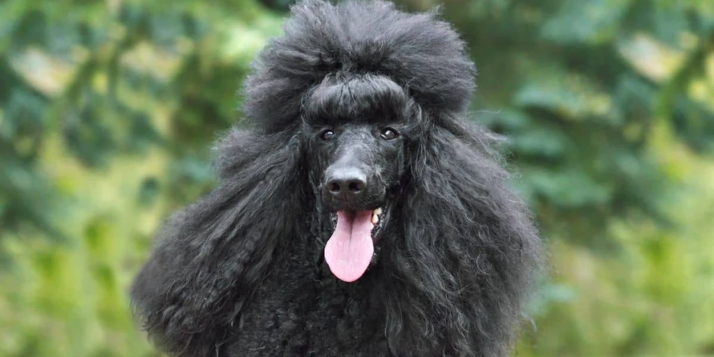 Schwarzhaariger Pudel mit lockigem Fell am hecheln.