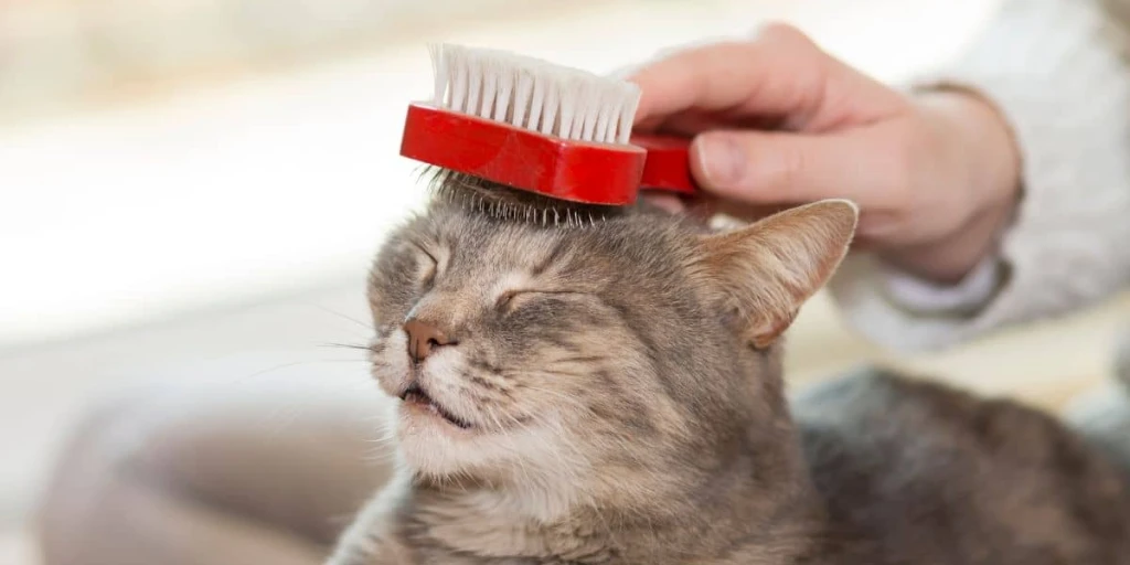 Entspanntes und schonendes Bürsten für deine Katze
