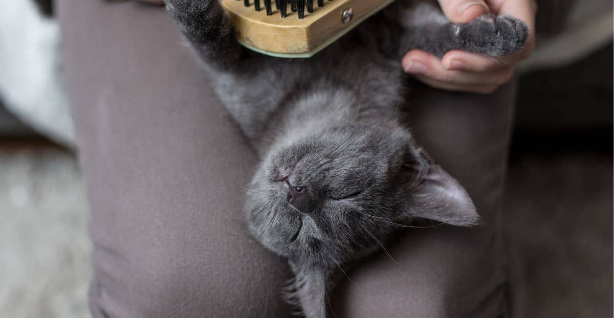 Liebevolle Fellpflege für deine Katze