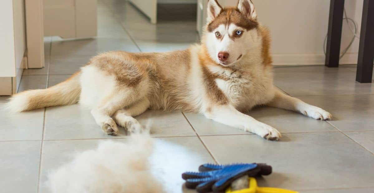 Ein Husky liegt gut gebürstet auf Fliesen und vor Ihm ein Berg Haare sowie eine Hundebürste