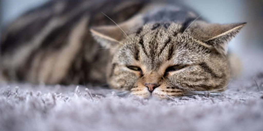 Katze liegt geschwächt auf dem Boden und wirkt krank