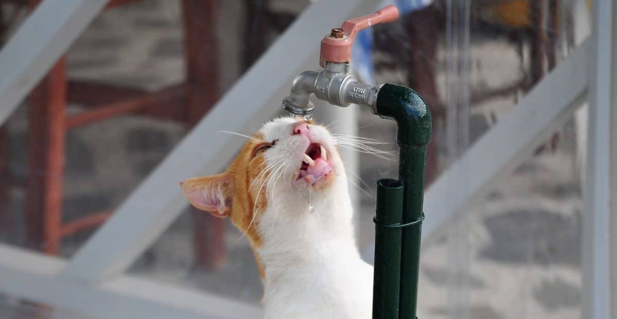 Eine Freigängerkatze versucht etwas Wasser aus einem Tropfenden Wasserhahn zu ergattern.