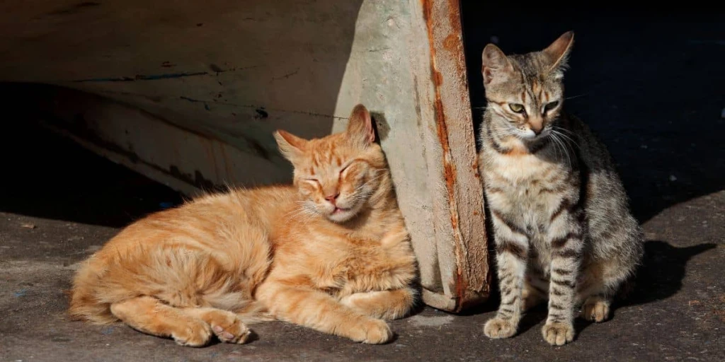 Gemütlich in der Sonne zu liegen und zu relaxen ist für Katzen großartig. Auf diesem Bild entspannen 2 Katzen nebeneinander und genießen die Ruhe in der Sonne.