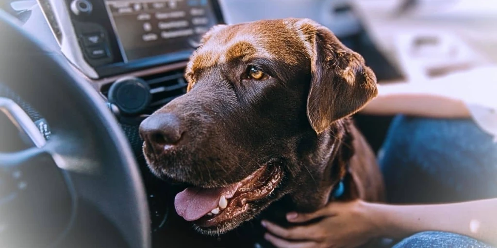 Hund bei erhöhten Temperaturen im Auto und hechelt.