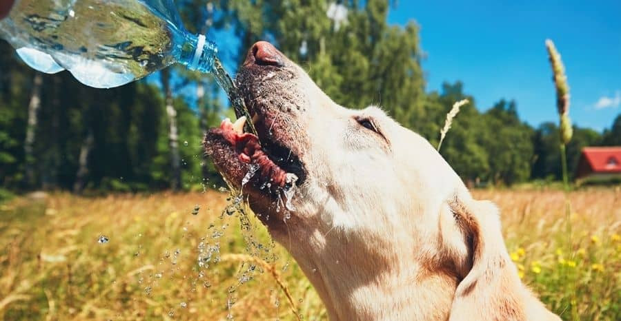 Auf einem Weizenfeld bekommt ein Hund etwas aus einer Flasche zu trinken.