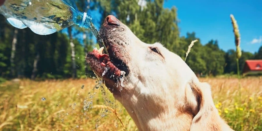Auf einem Weizenfeld bekommt ein Hund etwas aus einer Flasche zu trinken.