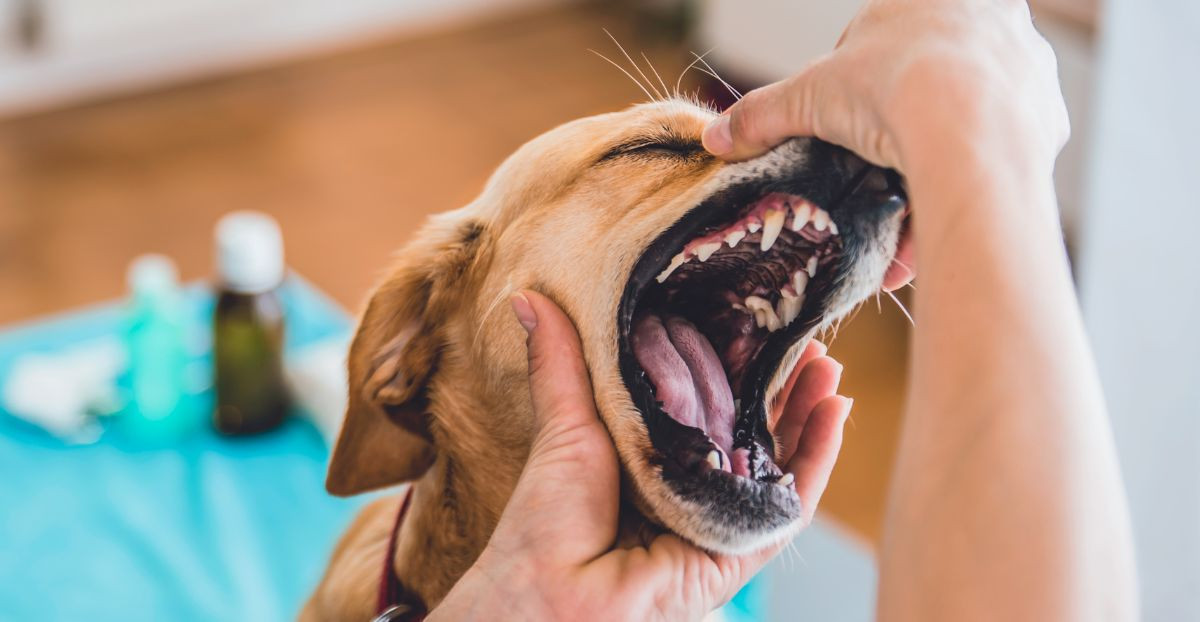 Es ist äußerst wichtig, deinen Hund regelmäßig von einem Tierarzt untersuchen zu lassen, um Krankheiten frühzeitig zu erkennen und angemessen zu behandeln.