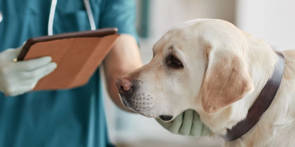 Bei der Vorsorgeuntersuchung wird ein Labrador bei seinem Tierarzt abgetastet und wichtige Organe untersucht.