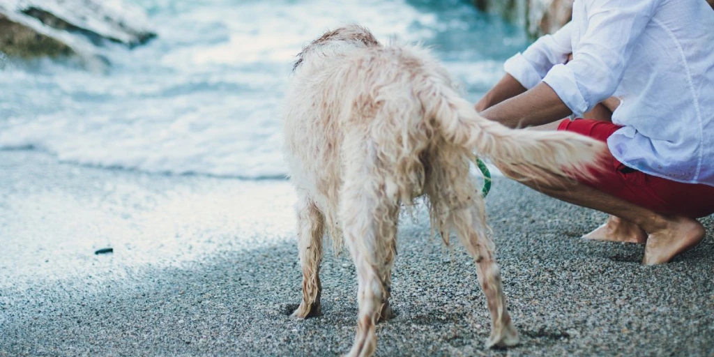 Ein Golden Retriever steht mit seinem Herrchen am Strand und vor Ihnen das Meer.