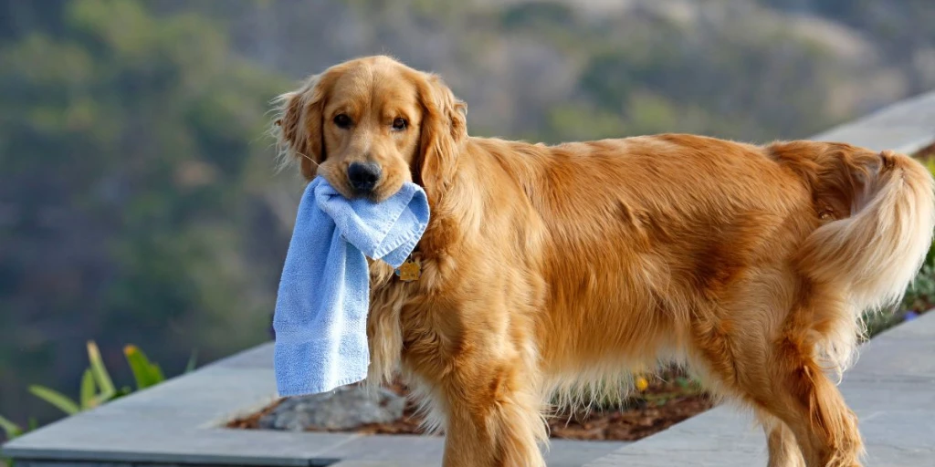 Golden Retriever wartet sehnsüchtig mit dem Handtuch in der Schnauze auf sein Herrchen, damit er gepflegt wird.