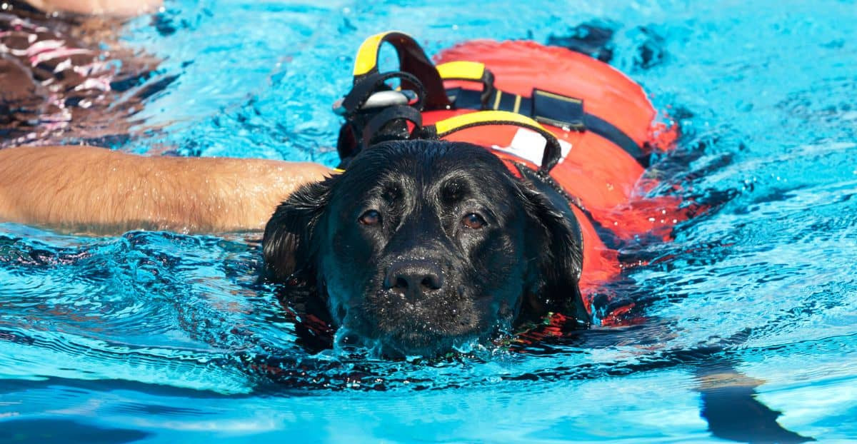 Der Labrador Retriever lernt schwimmen, eine Schwimmweste die er trägt, gibt ihm weitere Sicherheiten.