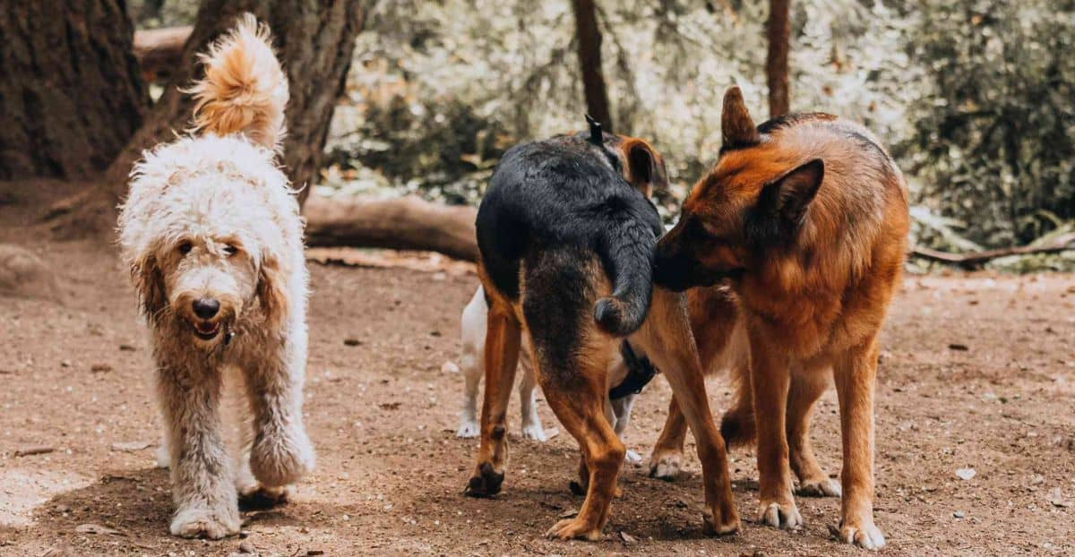 Hunde freilaufend in Hundeauslaufgebiet