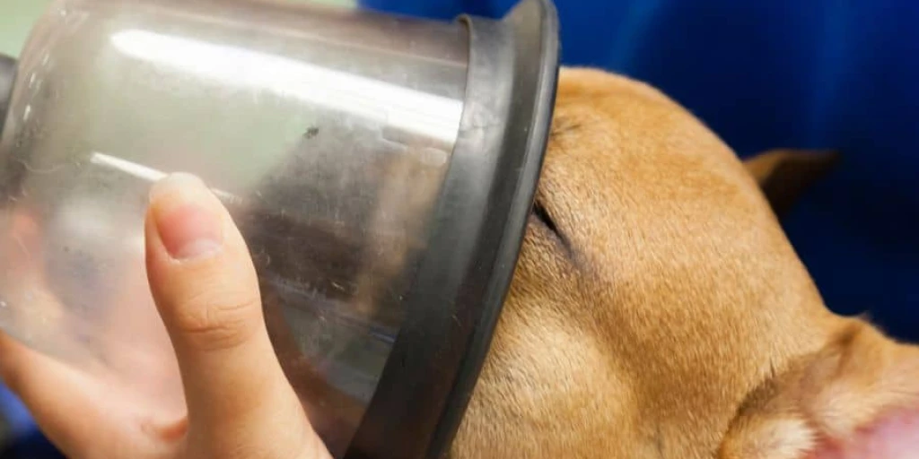 Inhalationsnarkose bei einem kleinen Hund