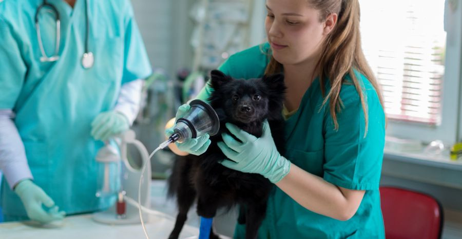 Tierärztin führt eine Inhalationsnarkose bei schwarzem Hund durch