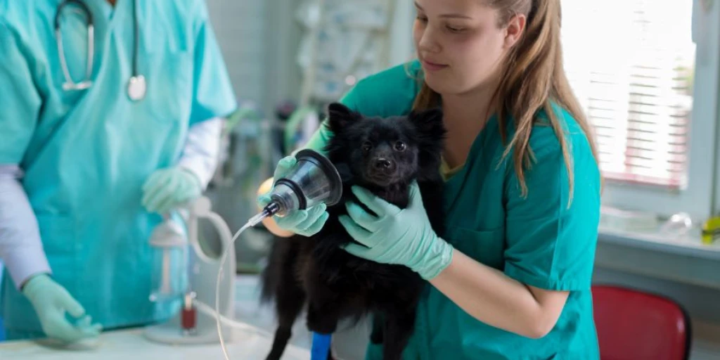 Tierärztin führt eine Inhalationsnarkose bei schwarzem Hund durch