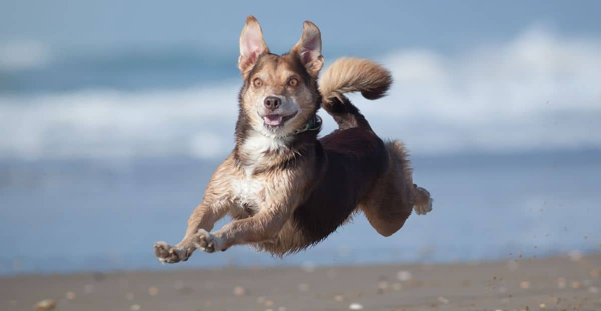 Ein glücklicher Hund springt am Strand hoch und hat alle Pfoten in der Luft. Der Urlaub kann für alle beteiligten ein wahrer Genuss und eine Entspannung bringen.