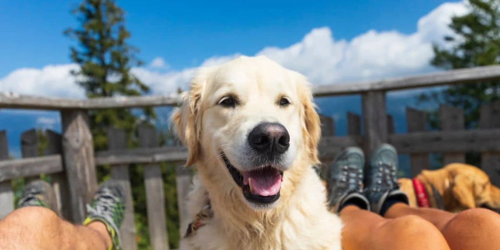 Ein Labrador schaut in die Kamera, während im Hintergrund ein strahlend blauer Himmel zu sehen ist. Er steht auf einer Art Balkon, zwischen den Beinen seiner liebevollen Herrchen und Frauchen.  Beim Wandern in den Bergen kommt eine Pause auch für deinen Hund wie gerufen.