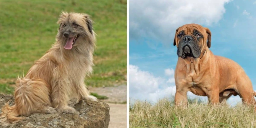 Bild zeigt einen  Pyrenäen-Schäferhund und einen Bullmastiff. Beide Hunde schauen fokussiert in die Kamera.