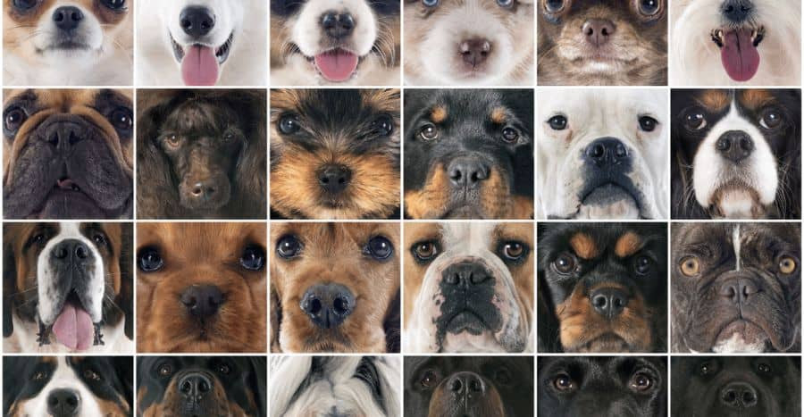 Eine Auswahl an unterschiedlichsten Hundegesichter von Chiwawa bis Bernhardiner. Welcher Hund passt zu dir?