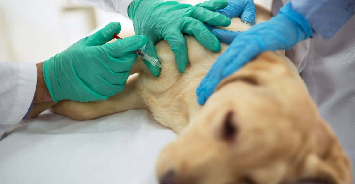 Ein Labrador liegt auf dem Untersuchungstisch beim Tierarzt und erhält eine Tollwut Impfung.