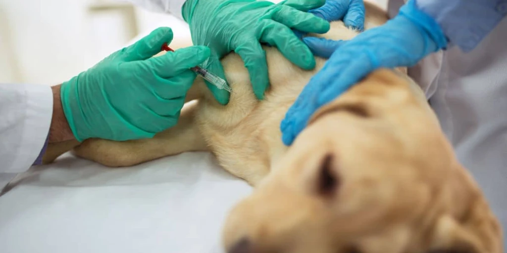Ein Labrador liegt auf dem Untersuchungstisch beim Tierarzt und erhält eine Tollwut Impfung.