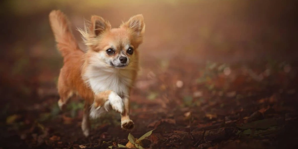 Chihuahua Hund läuft über Erde