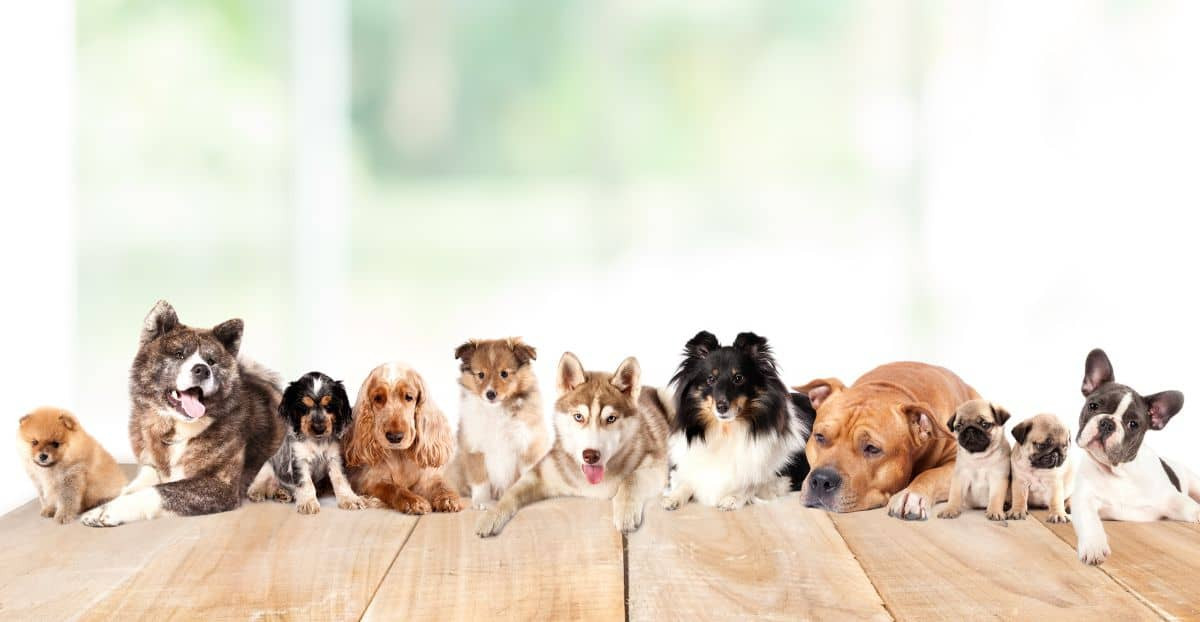 Verschiedene Hunderassen
