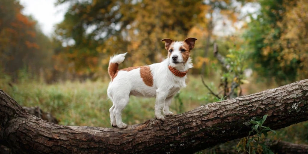 Jack Russell Terrier steht auf Baumstumpf