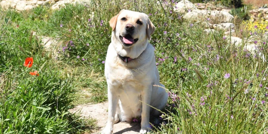 Weißer Labrador Retriever sitzt in Wiese