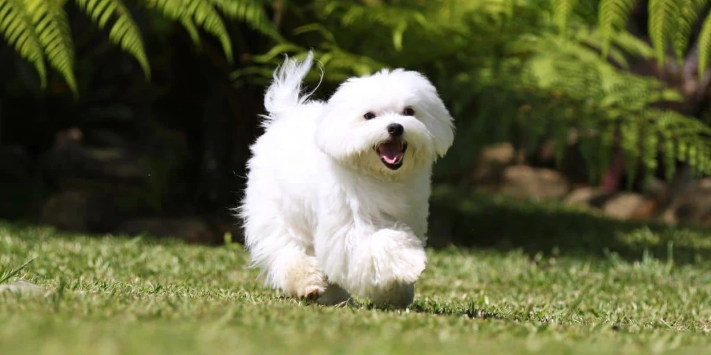 Weißer Malteser Hund läuft glücklich über Wiese