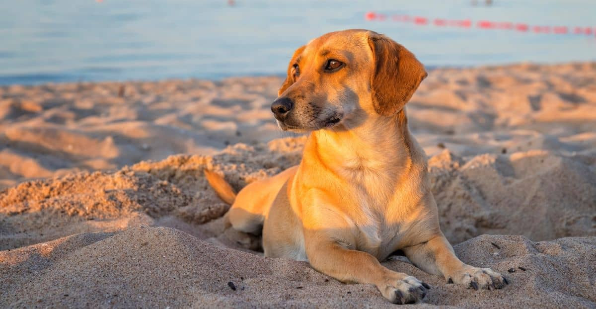 Hund liegt im Sand am Strand, hinter ihm das Meer und die Abendsonne scheint