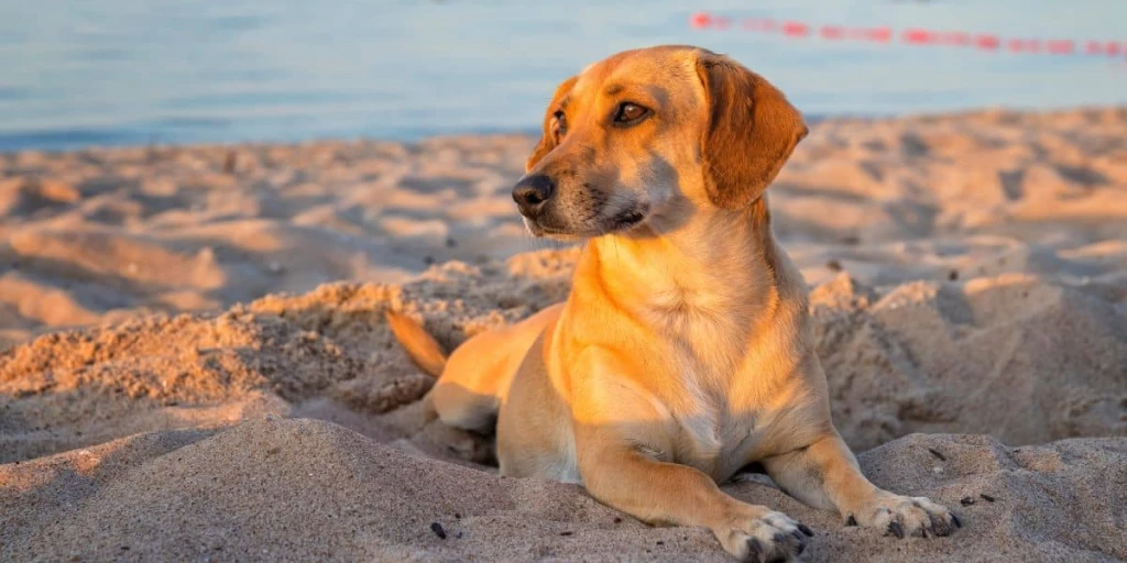 Hund liegt im Sand am Strand, hinter ihm das Meer und die Abendsonne scheint