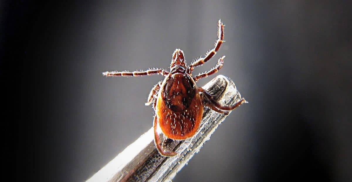 Zecke unter dem Mikroskop sitzt auf Pinzette