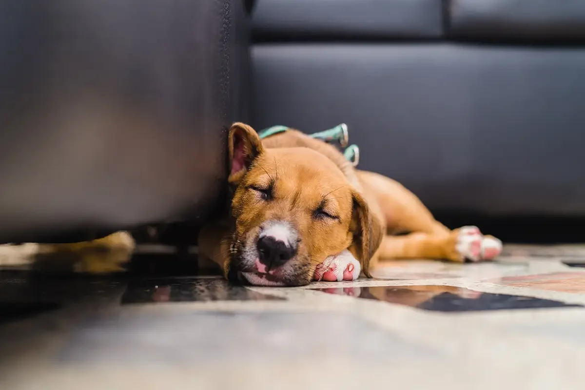 Nierenprobleme Hund