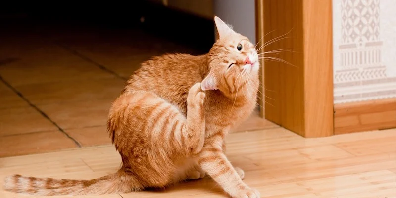 milben-katze
